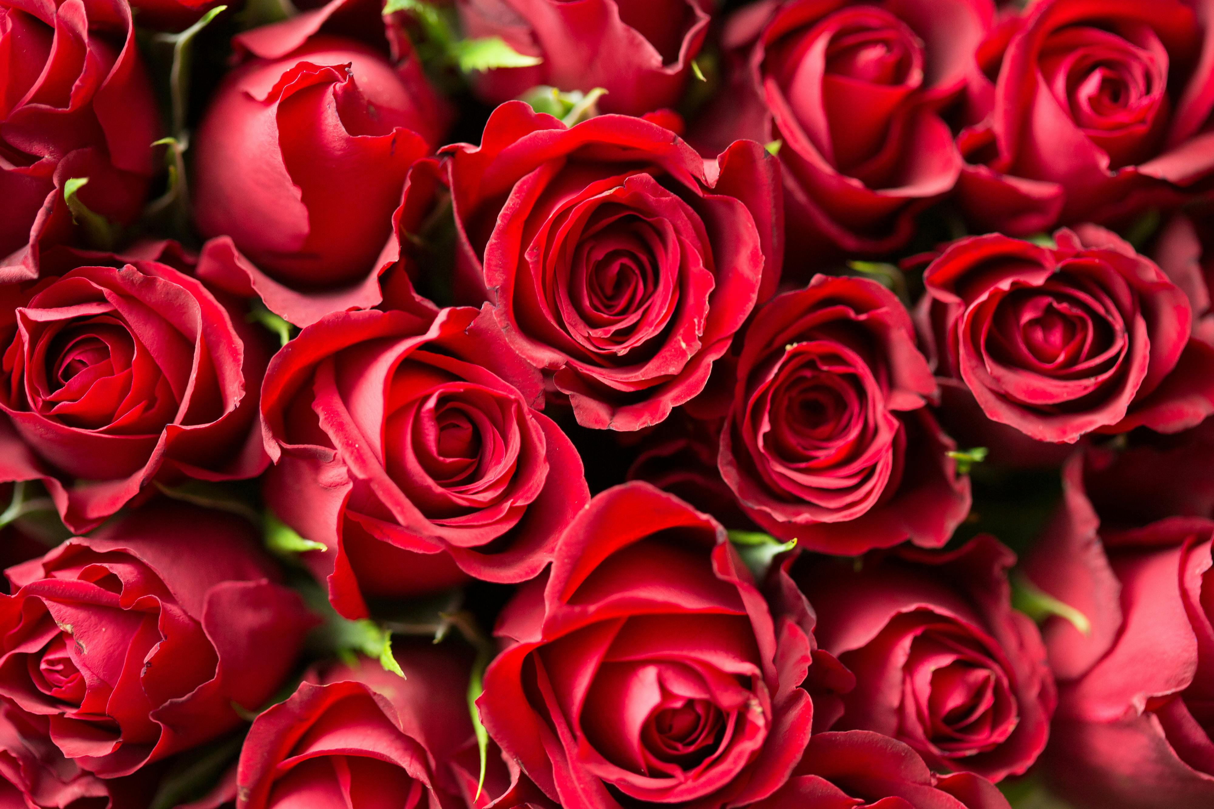 Fresh Ecuadorian Roses Ontario CA — Same-Day Delivery Inland Empire